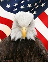 alamb's Avatar
