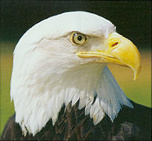 AmericanEagle's Avatar
